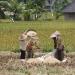 Ubud